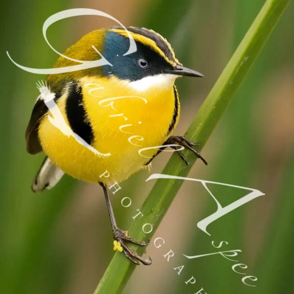 Aves